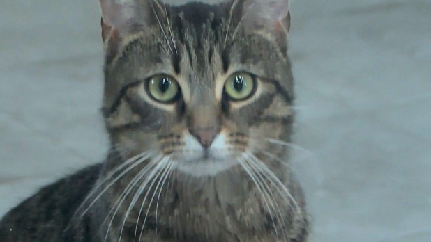 Bezpieczna zima dla twojego pupila