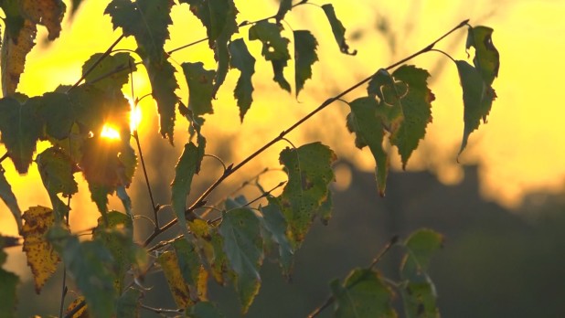 Pomoc dla osób chorych na alzheimera