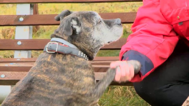 Kiermasz walentynkowy w Psitulu